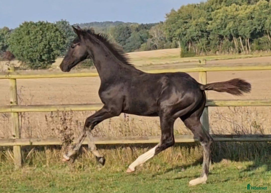 Dressyr hästar till salu: Vacker svart 1 årig hingst med härlig utstrålning  i Hallaröd - Bild 6
