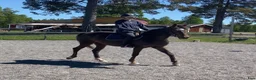 Allround hästar till salu: Trevlig 3-årig d-ponny  i Braås - Annons 2