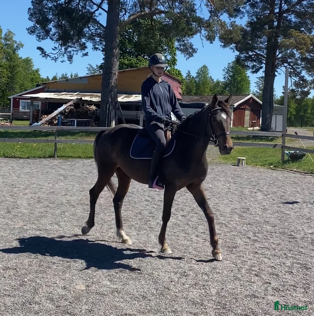 Allround hästar till salu: Trevlig 3-årig d-ponny  i Braås - Annons 2