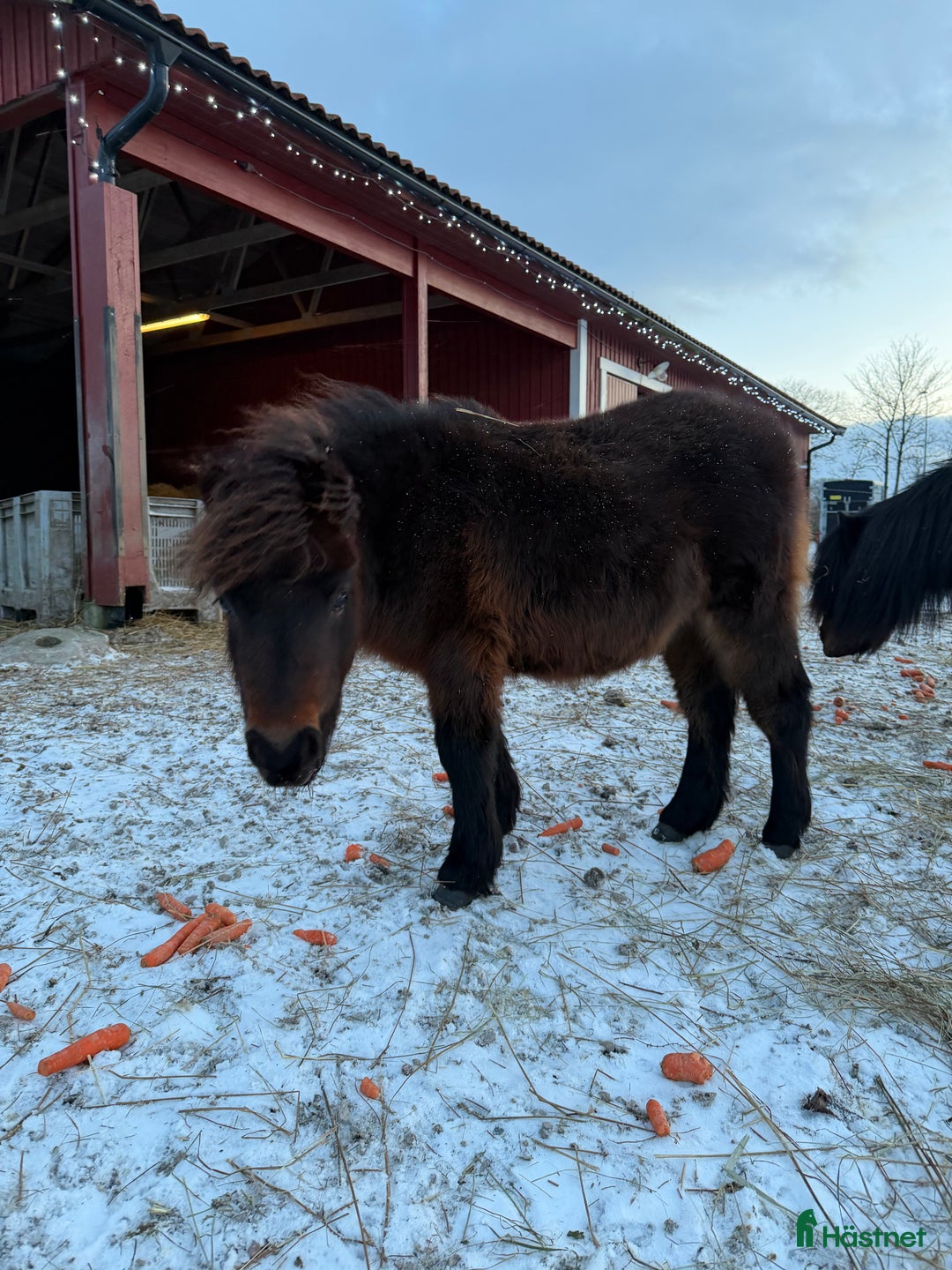 Allround hästar till salu: Lovande bruksponny i Vollsjö - Annons 8