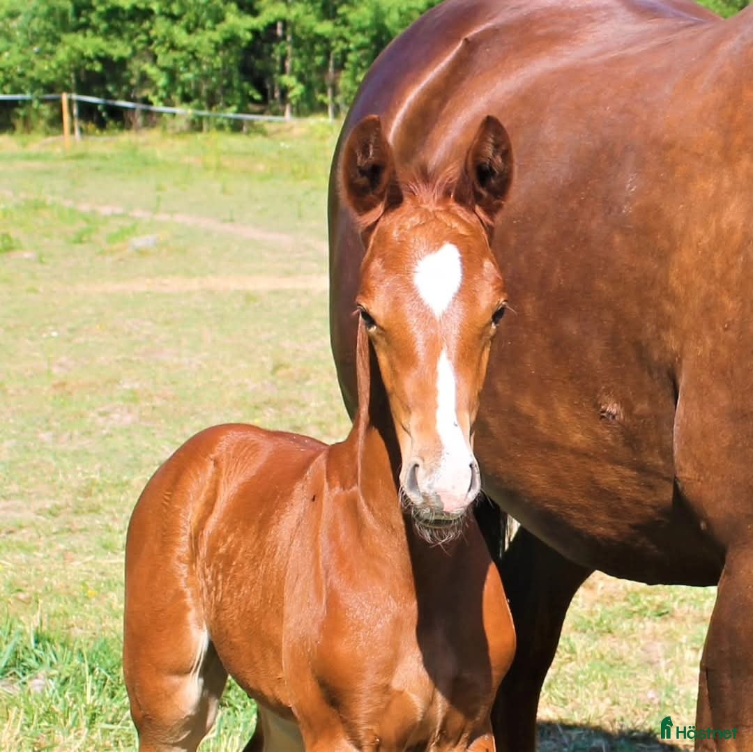 Allround hästar till salu: Flott Hingst för framtiden  i Årsunda - Annons 3