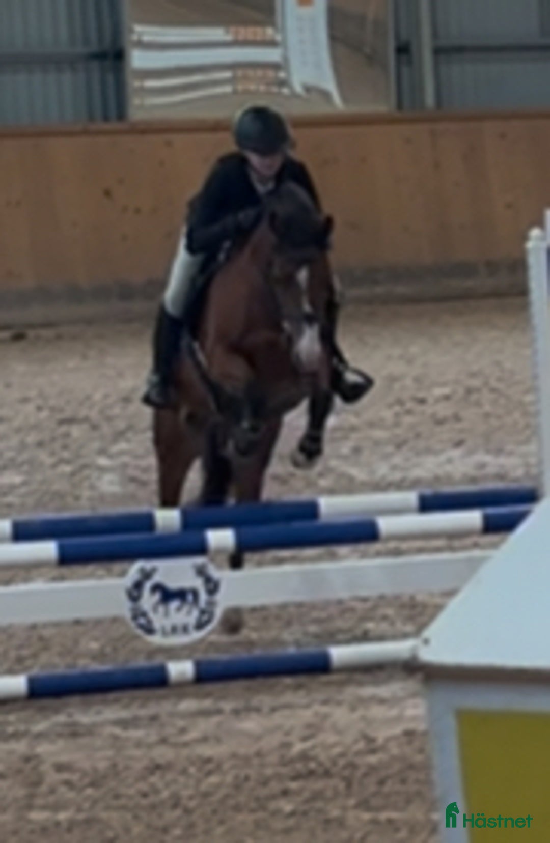 Hoppning hästar till salu: Lovande C-ponny i Bollnäs - Annons 5