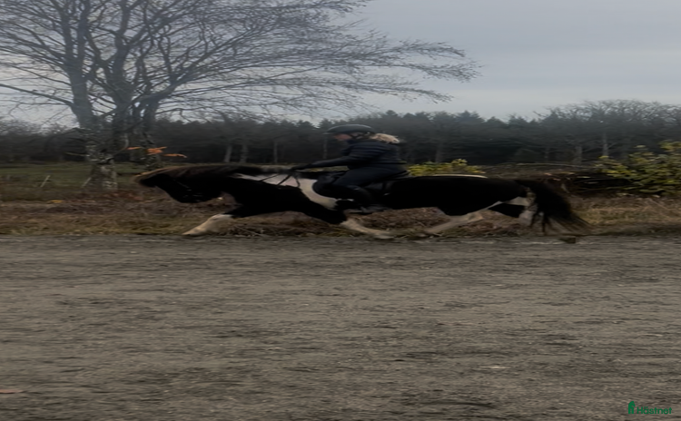  hästar Stor flott valack med massa potential  i Torsås - Annons 5