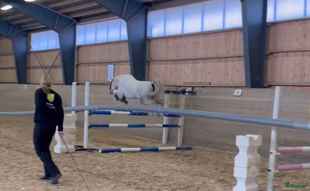 Allround hästar till salu: Snäll och lovande D-ponny🌟 i Norrhult - Annons 3