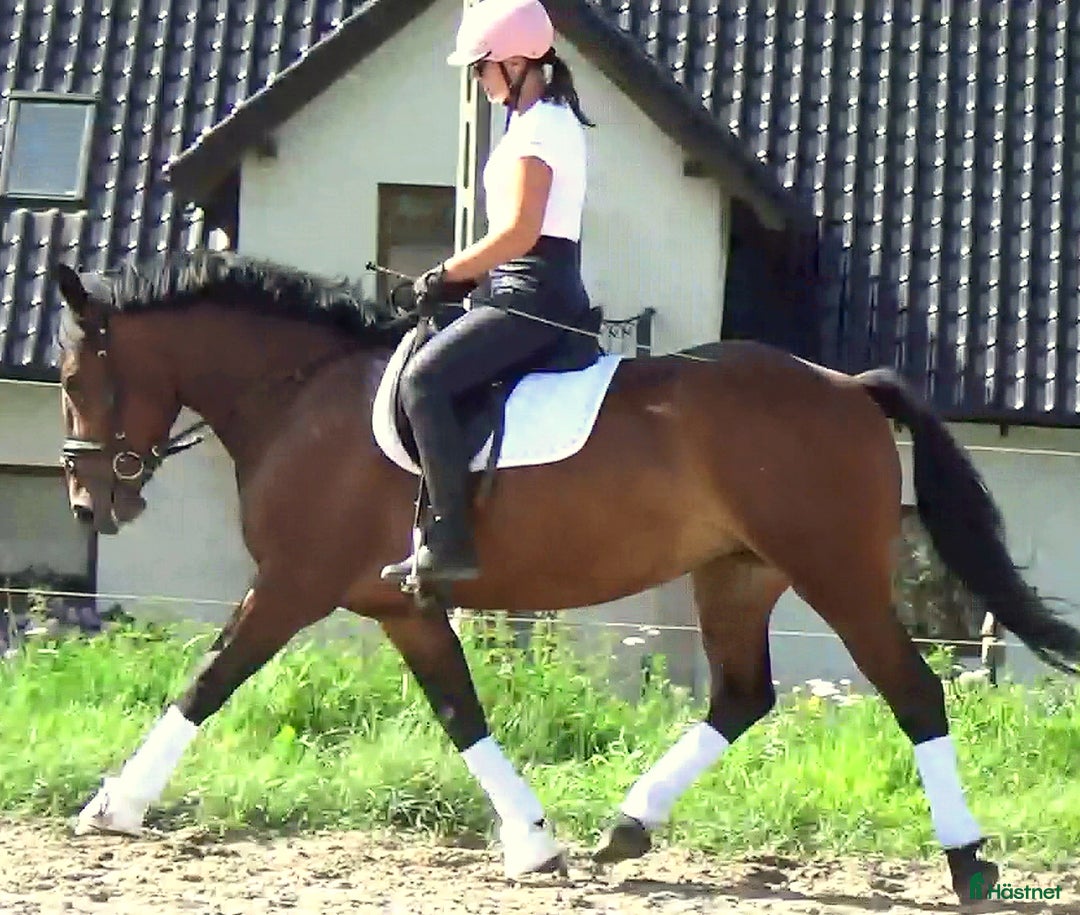 Allround hästar till salu: Gorgeous, sweet and ready for anything allrounder i Örsundsbro - Annons 3