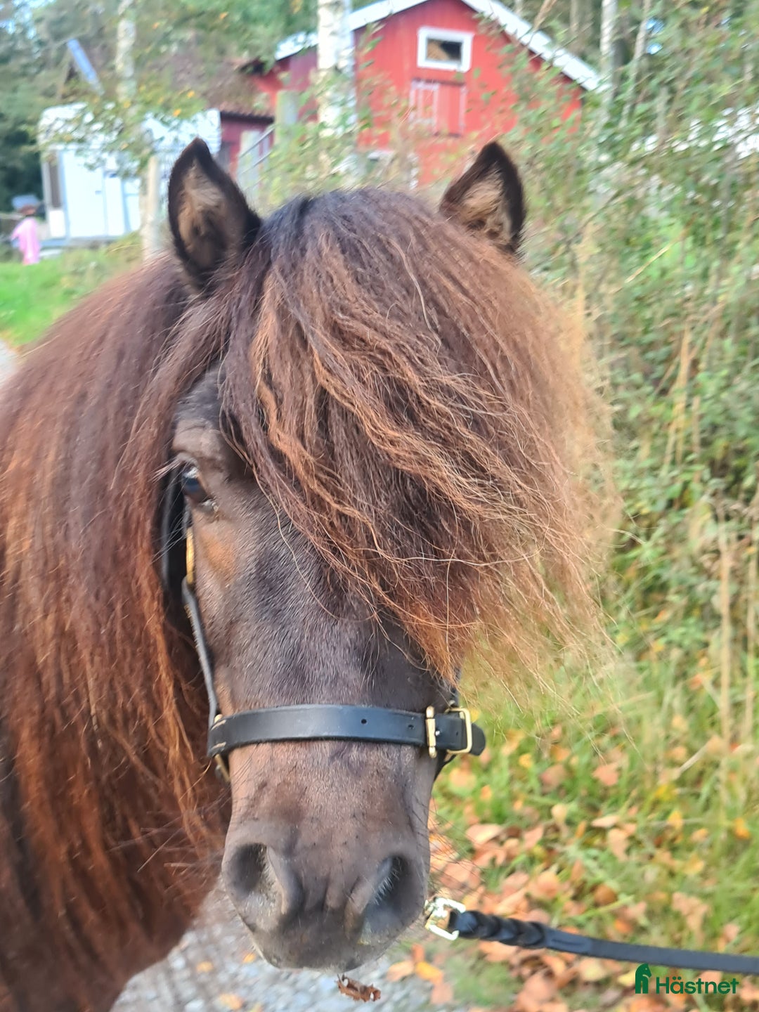 Allround hästar till salu: Minishetland hingst  i Henån - Annons 8