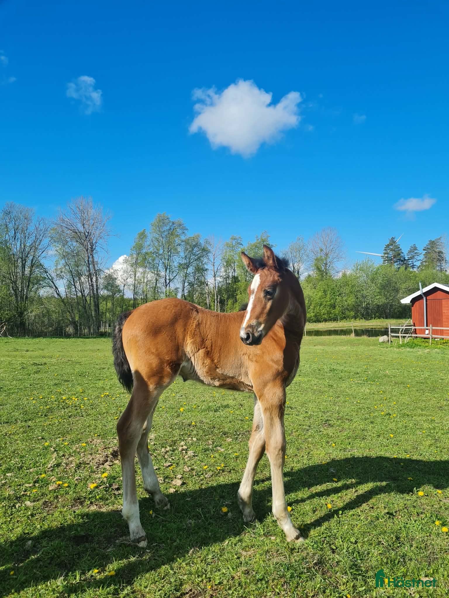  hästar Framtidsämne inom hoppning - Annons 14