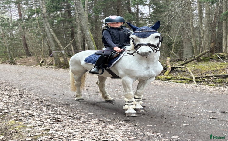  hästar i Kungsängen - Annons 15