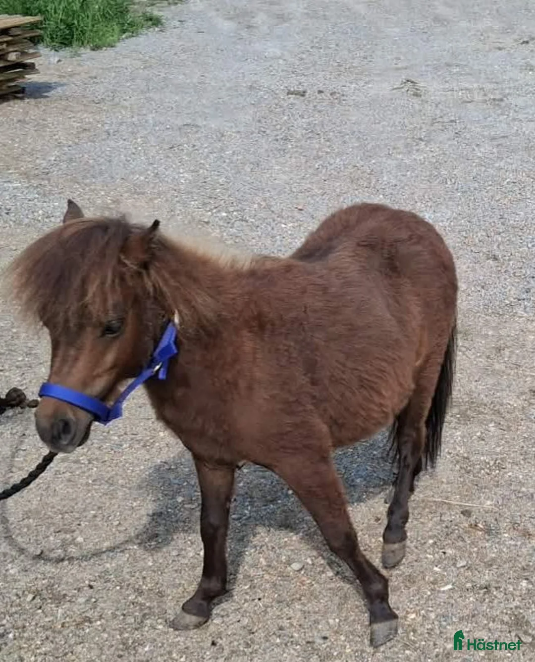 Allround hästar till salu: Minishettis - Annons 2