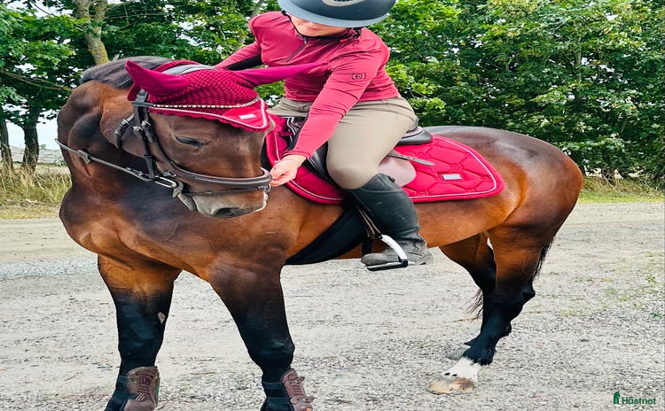  hästar i Vittskövle - Annons 8