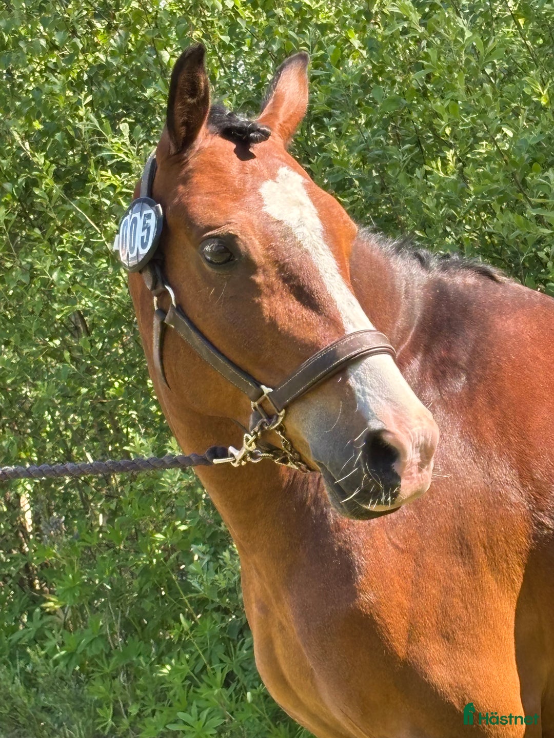 Dressyr hästar till salu: FEI kvalad D-ponny  i Kungsbacka - Bild 10