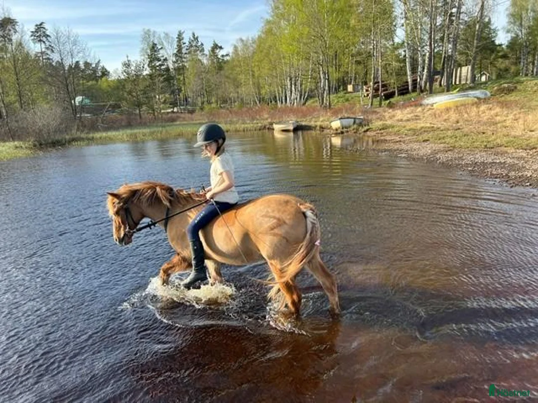  medryttarhäst finnes: Snäll liten läromästare i Ödenäs - Annons 3