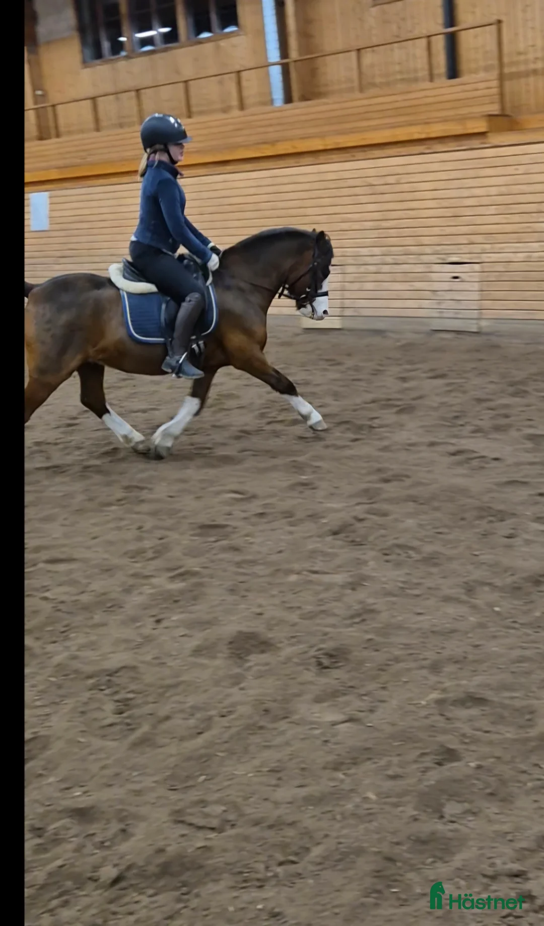 Allround hästar till salu: Söt som socker. Ev bytes - Annons 3