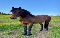 Allround hästar till salu: Nytt Pris!! Ståtlig 3-årig Kigermustangvalack i Offerdal - Bild 1