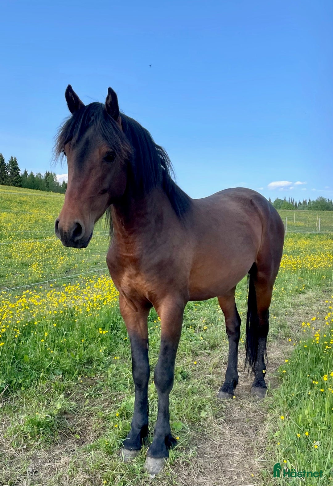 Allround hästar till salu: Nytt Pris!! Ståtlig 3-årig Kigermustangvalack i Offerdal - Bild 1