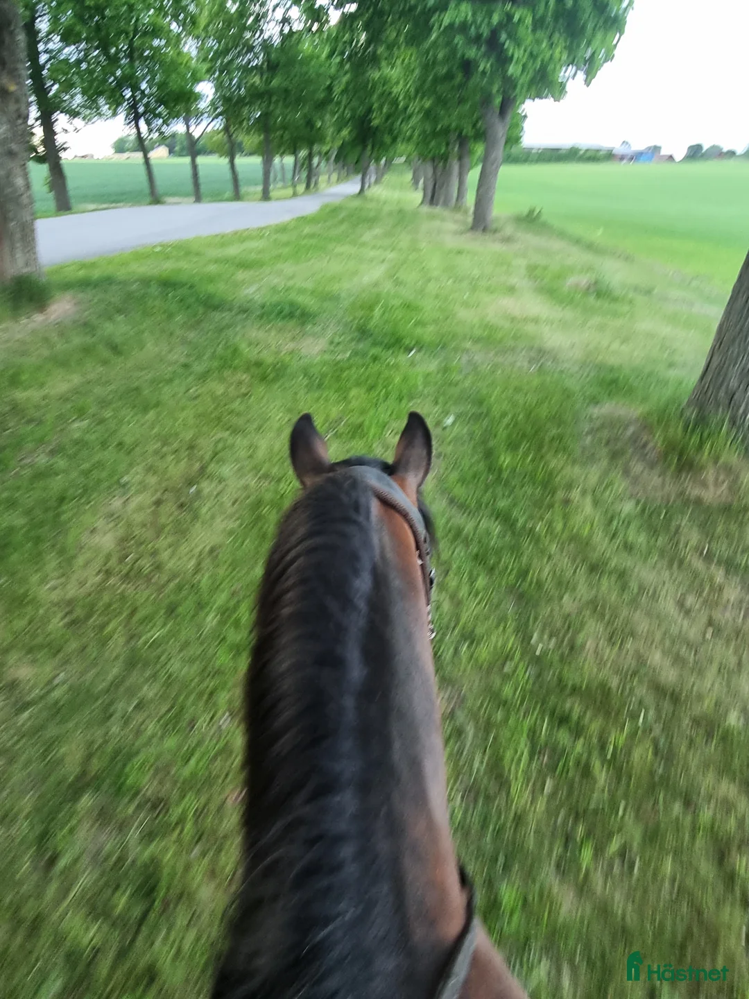  stallplats finnes: Plats i stall/lösdrift finnes - Annons 1