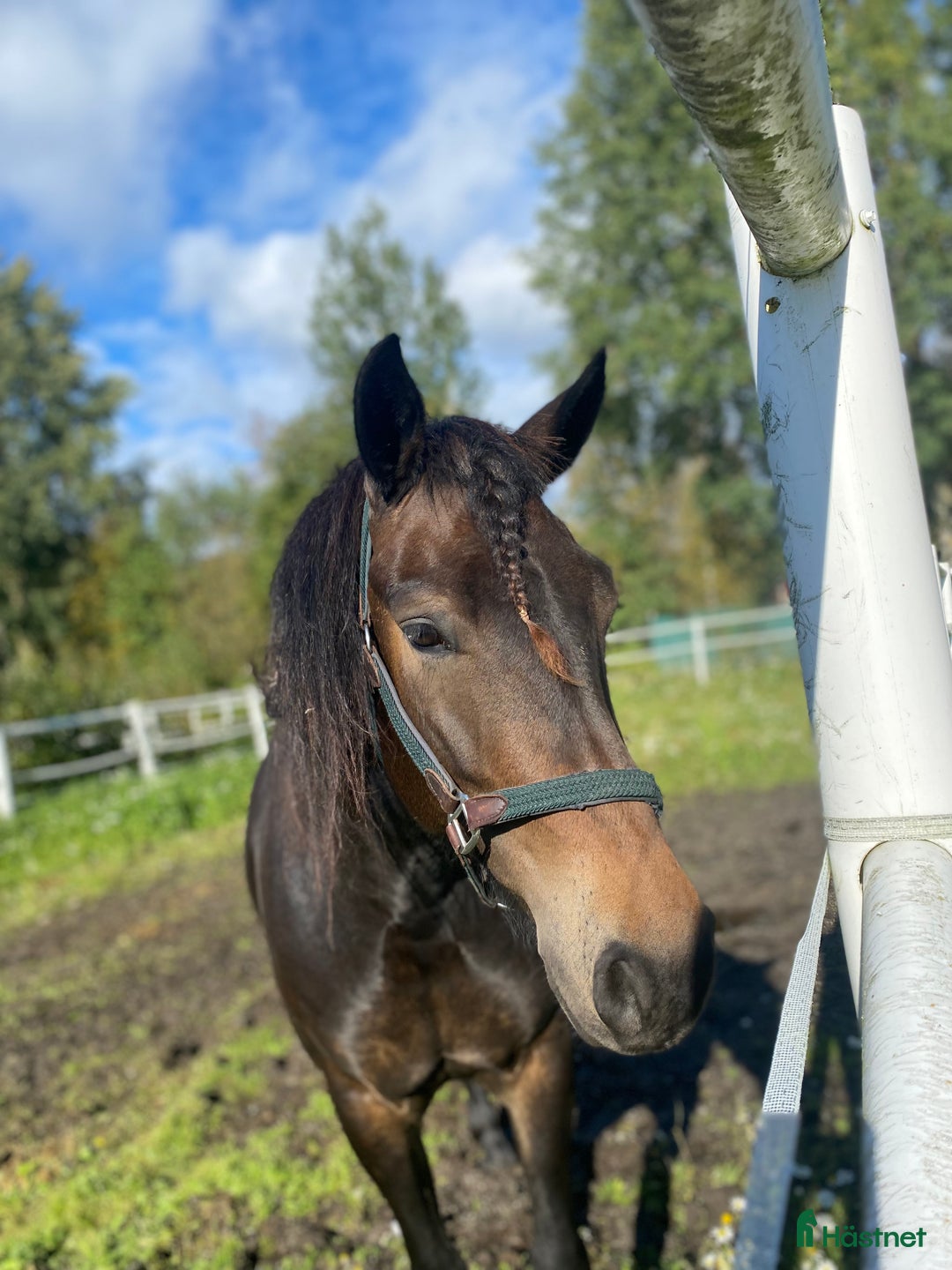 Sällskap hästar till salu: Kallblod till sällskap eller avel i Själevad - Annons 2