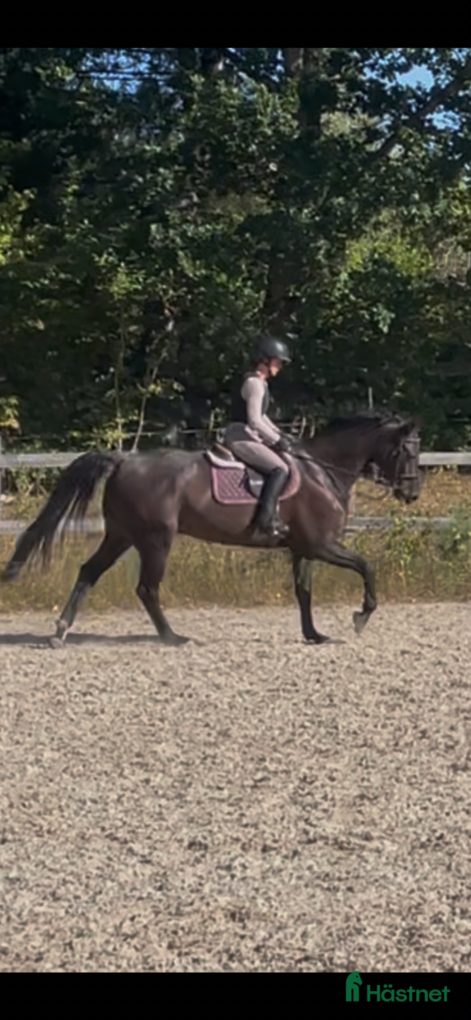  hästar Tävling eller hobby. Msv dressyr /115 hoppning  - Annons 16