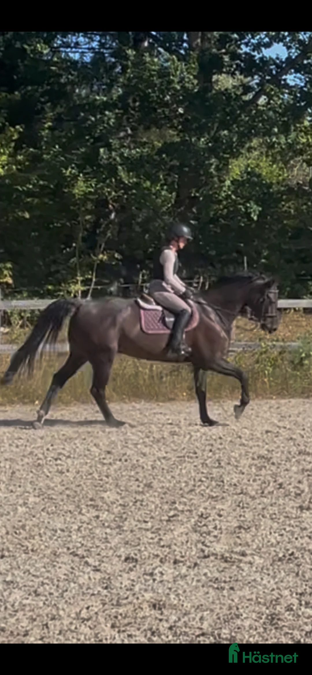 Allround hästar till salu: Tävling eller hobby. Msv dressyr /115 hoppning  - Annons 1