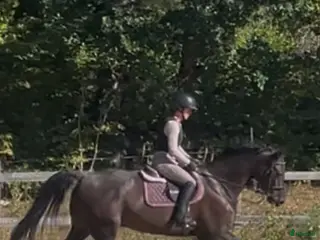 hästar Tävling eller hobby. Msv dressyr /115 hoppning - Annons 16