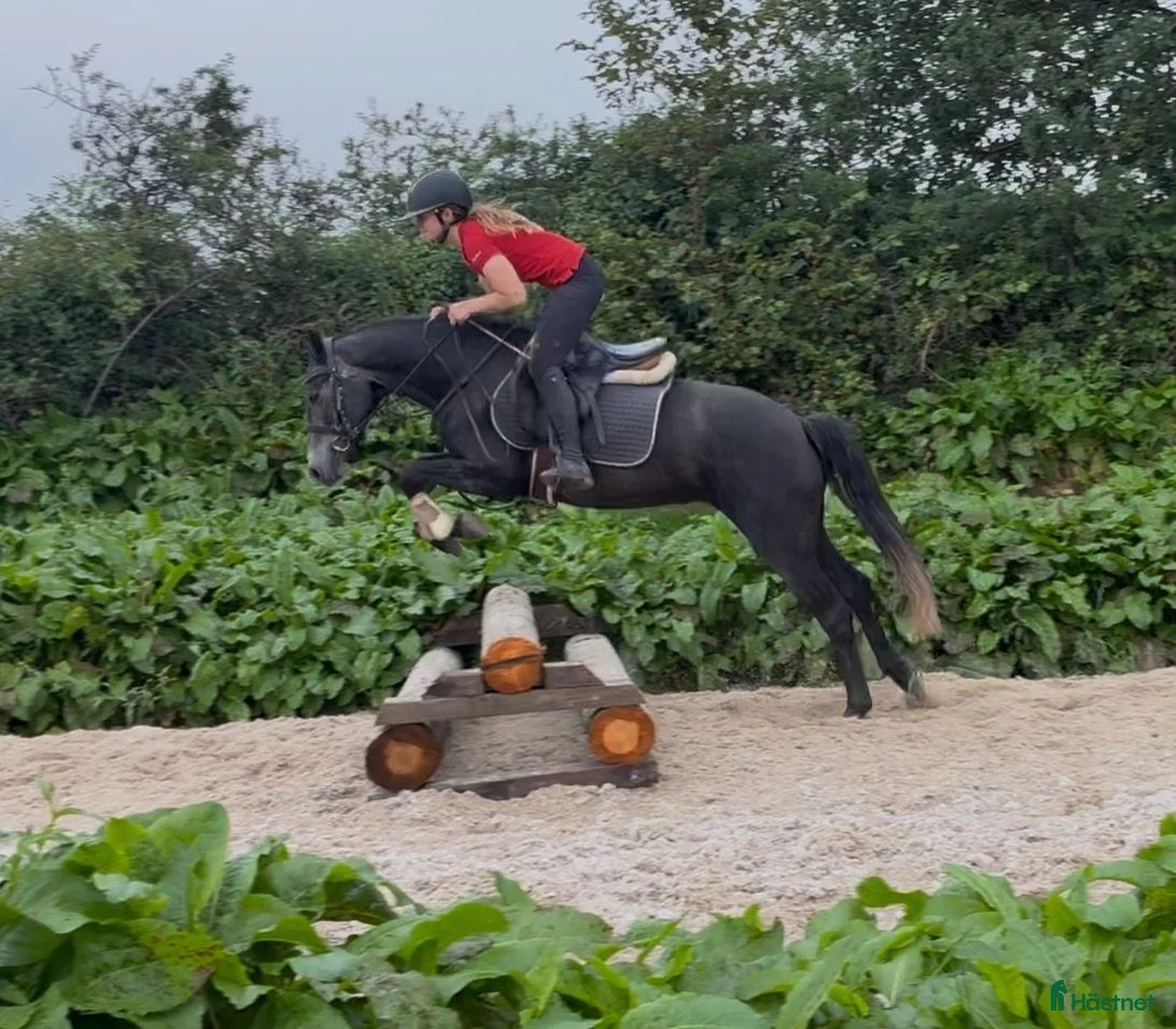 Hoppning hästar till salu: Connemara mare - Annons 2