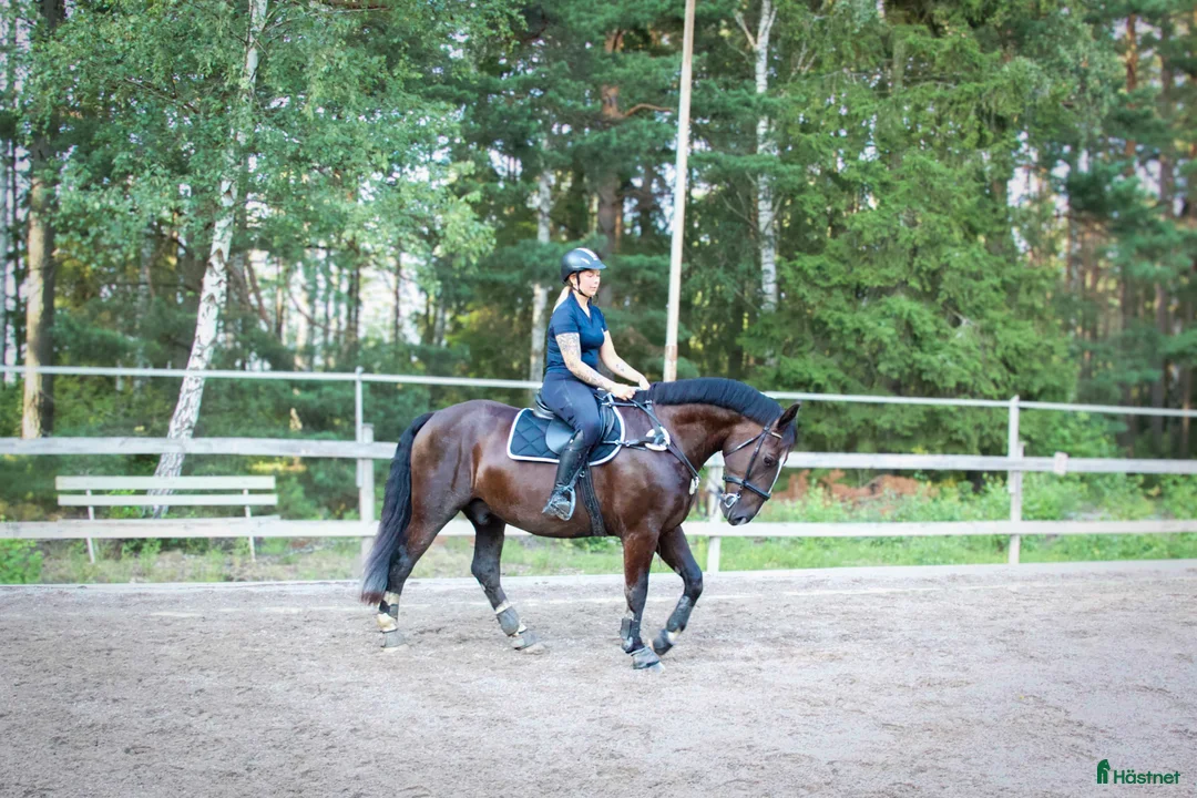 Allround hästar till salu: Bästavän för den rutinerade ryttaren - Annons 2