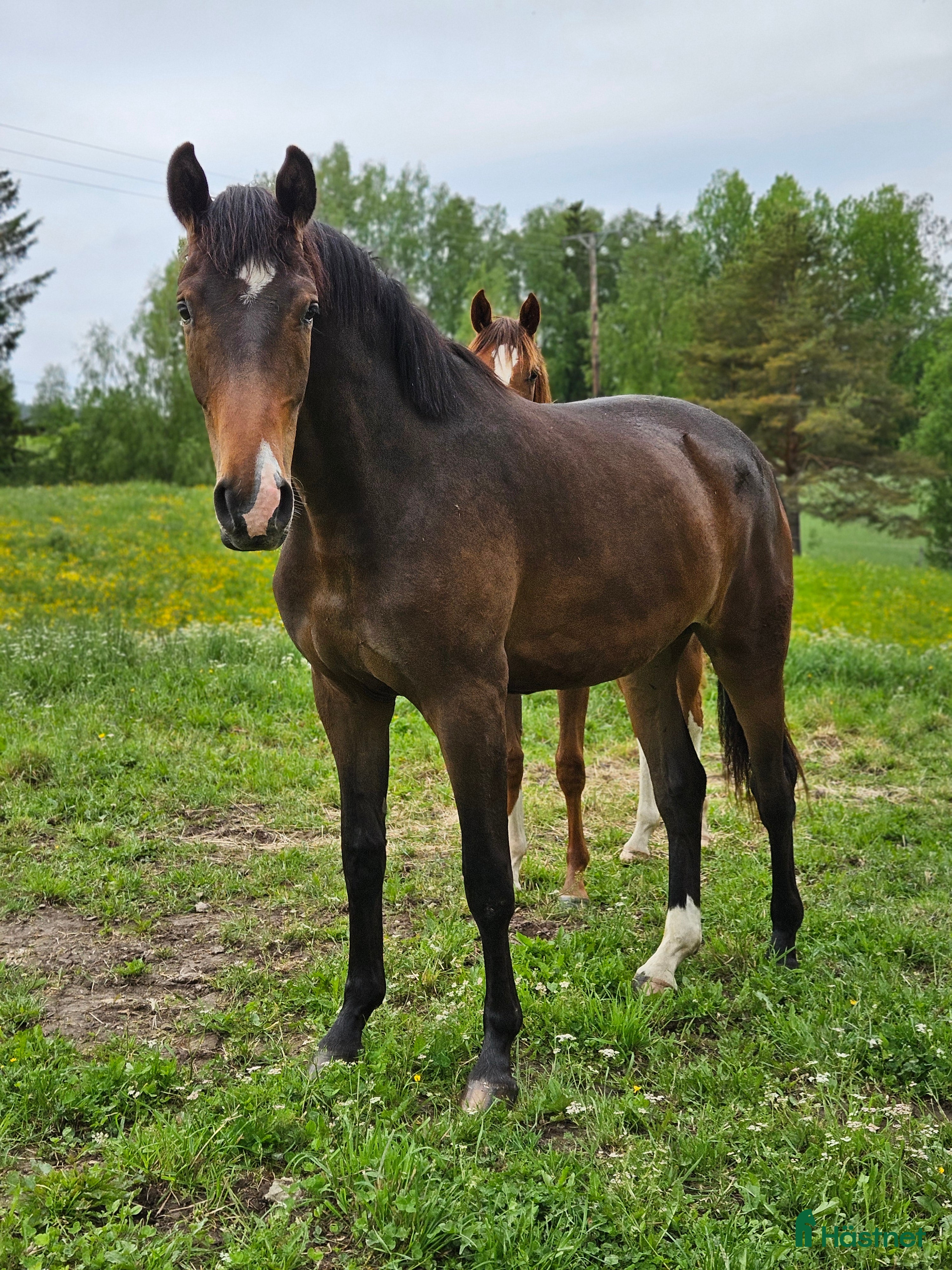  hästar 2 åring dressyr med intressant stam  i Stora Skedvi - Annons 16