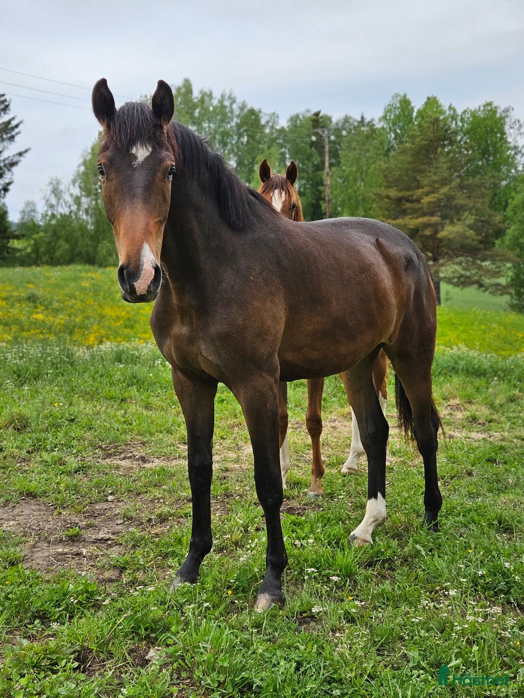 Dressyr hästar till salu: 2 åring dressyr med intressant stam  i Stora Skedvi - Annons 1