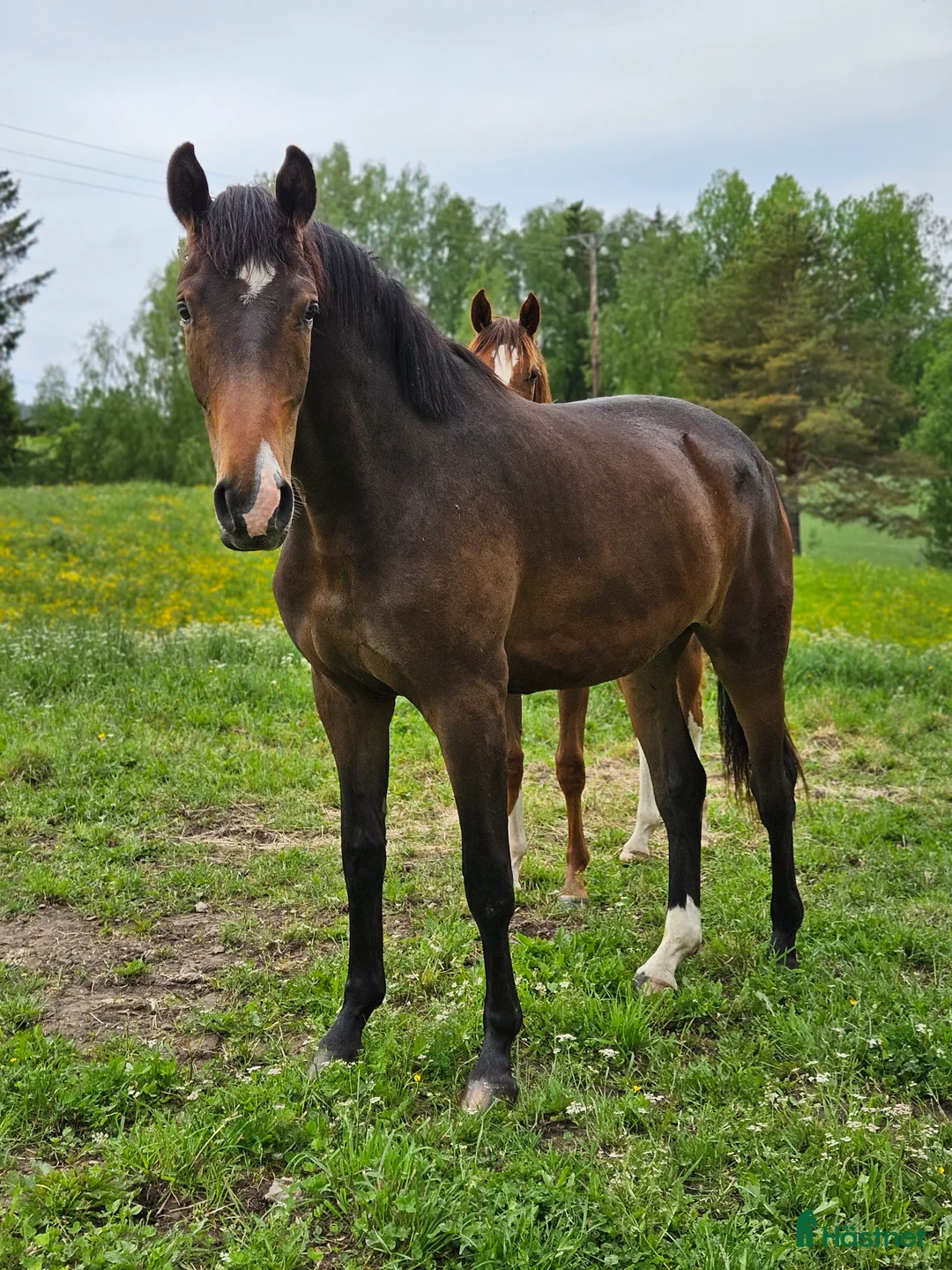 Dressyr hästar till salu: 3 åring dressyr med intressant stam  - Annons 1