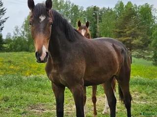 hästar 3 åring dressyr med intressant stam - Annons 7