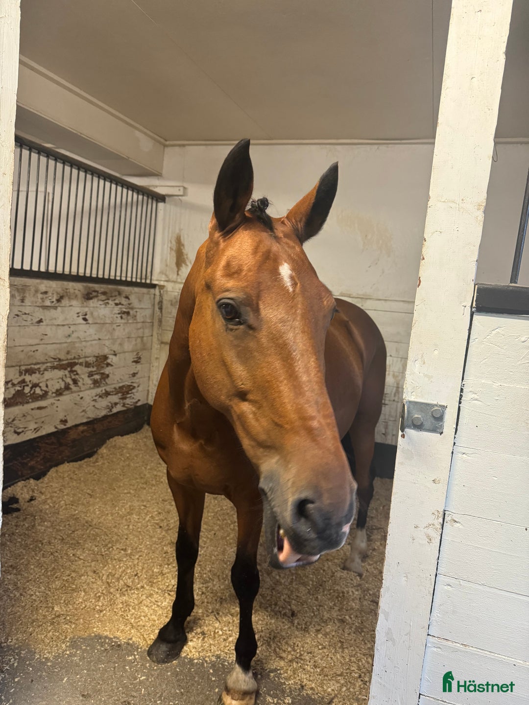 Dressyr hästar till salu: FEI Dressyrponnyn som hänger med på allt i Njurunda - Annons 4