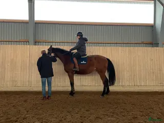 foderhäst tävlingsryttare/utbildare sökes till snart 5åring i Norrköping - Annons 8