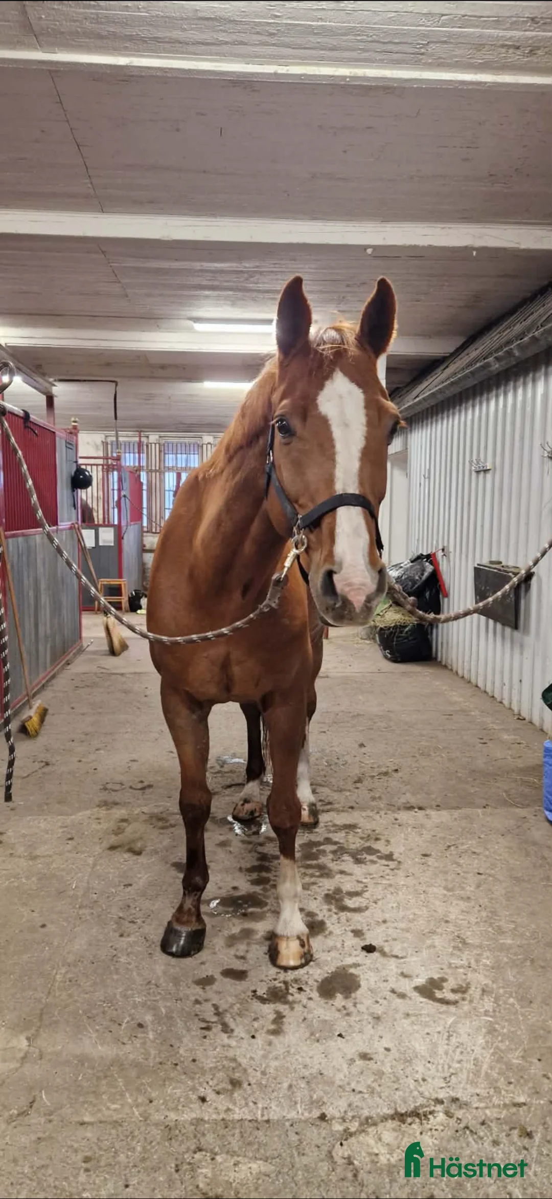 Allround hästar till salu: Världens tryggaste häst  - Annons 1