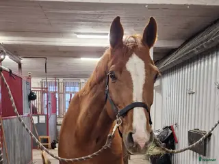 hästar Världens tryggaste häst - Annons 15