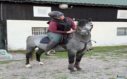 Allround hästar till salu: Sockersöt riden welshponny 3 år i Nybro - Annons 4
