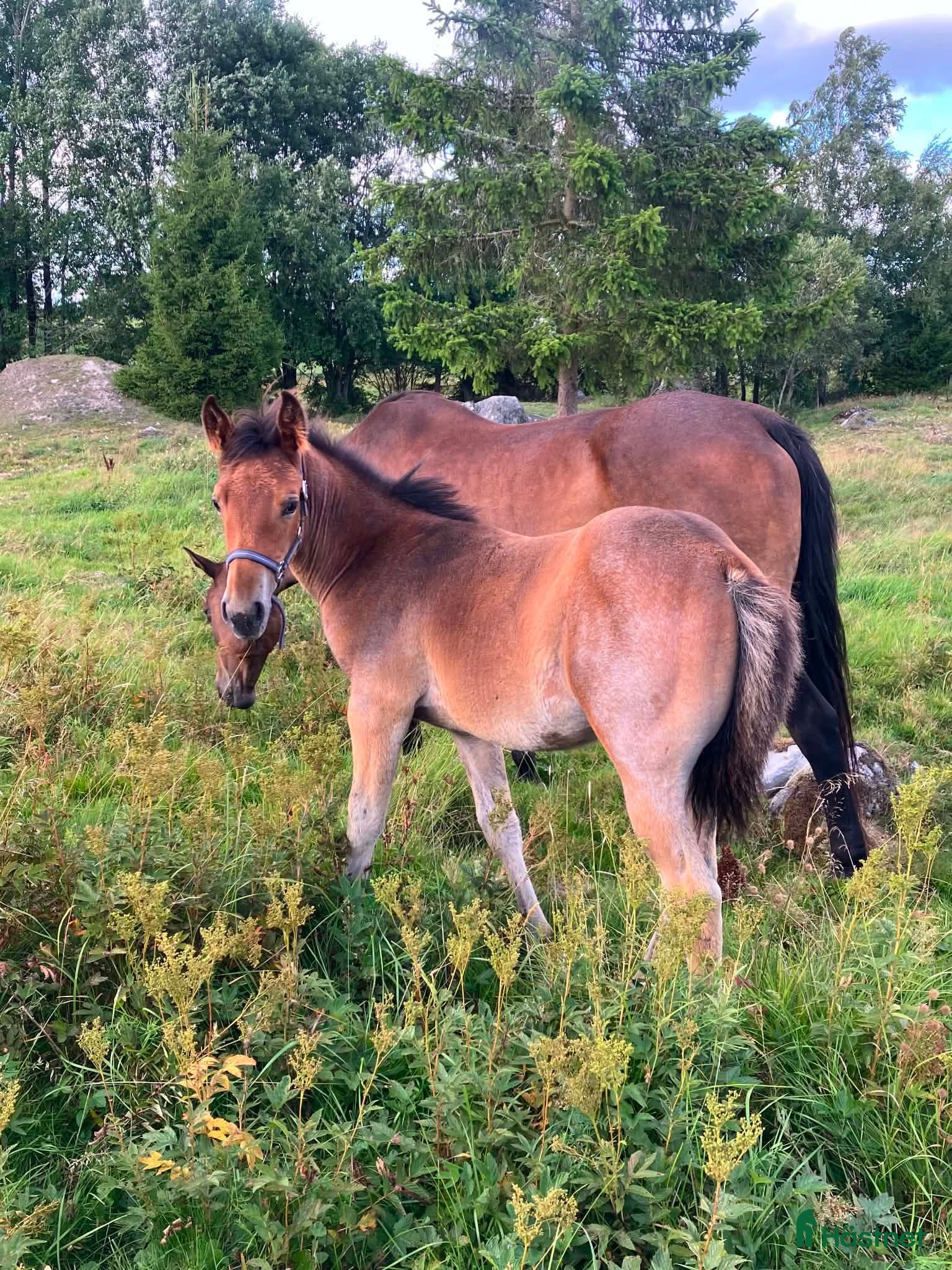  hästar Allround sto som syns i mängden  - Annons 18