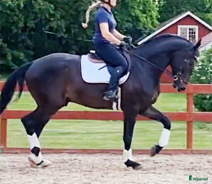  hästar Din framtida dressyrstjärna! - Annons 11