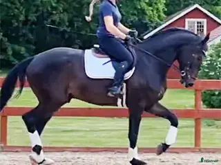 hästar Din framtida dressyrstjärna! - Annons 3