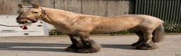 Allround hästar till salu: Irish riding ponies  - Annons 6