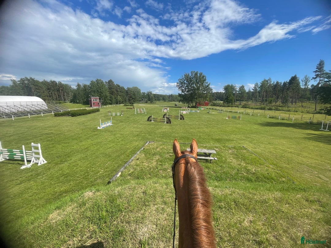  hästjobb finnes: Lundbäck & Cristofoletti letar duktighästskötare ! i Norrköping - Annons 13