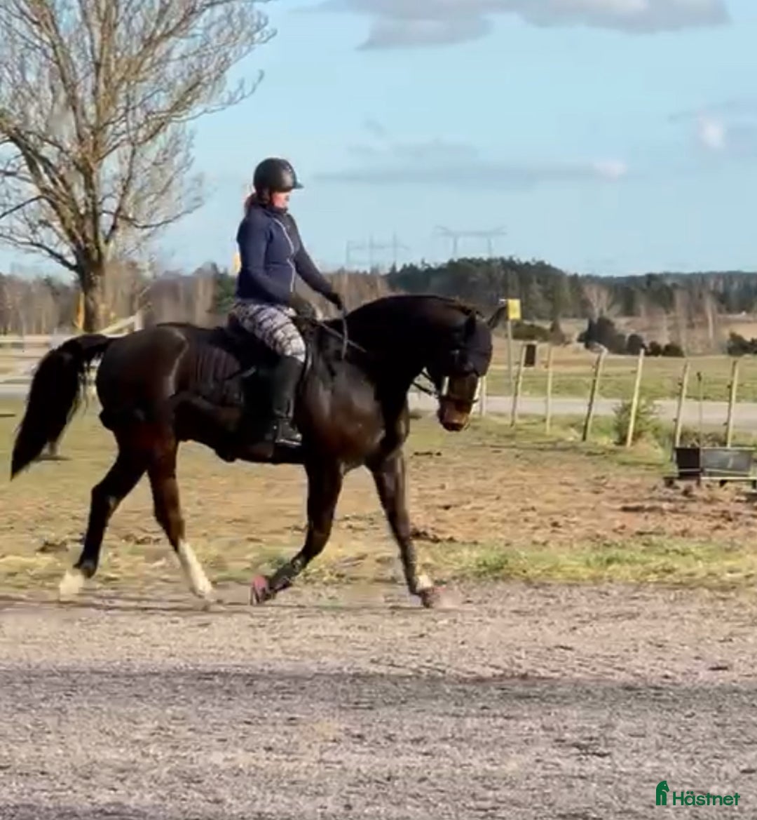 Allround hästar till salu: Hobbyhäst och bästavän NY i Örsundsbro - Annons 5