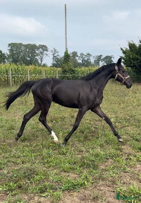  hästar Lovande sto i Kristianstad - Annons 22