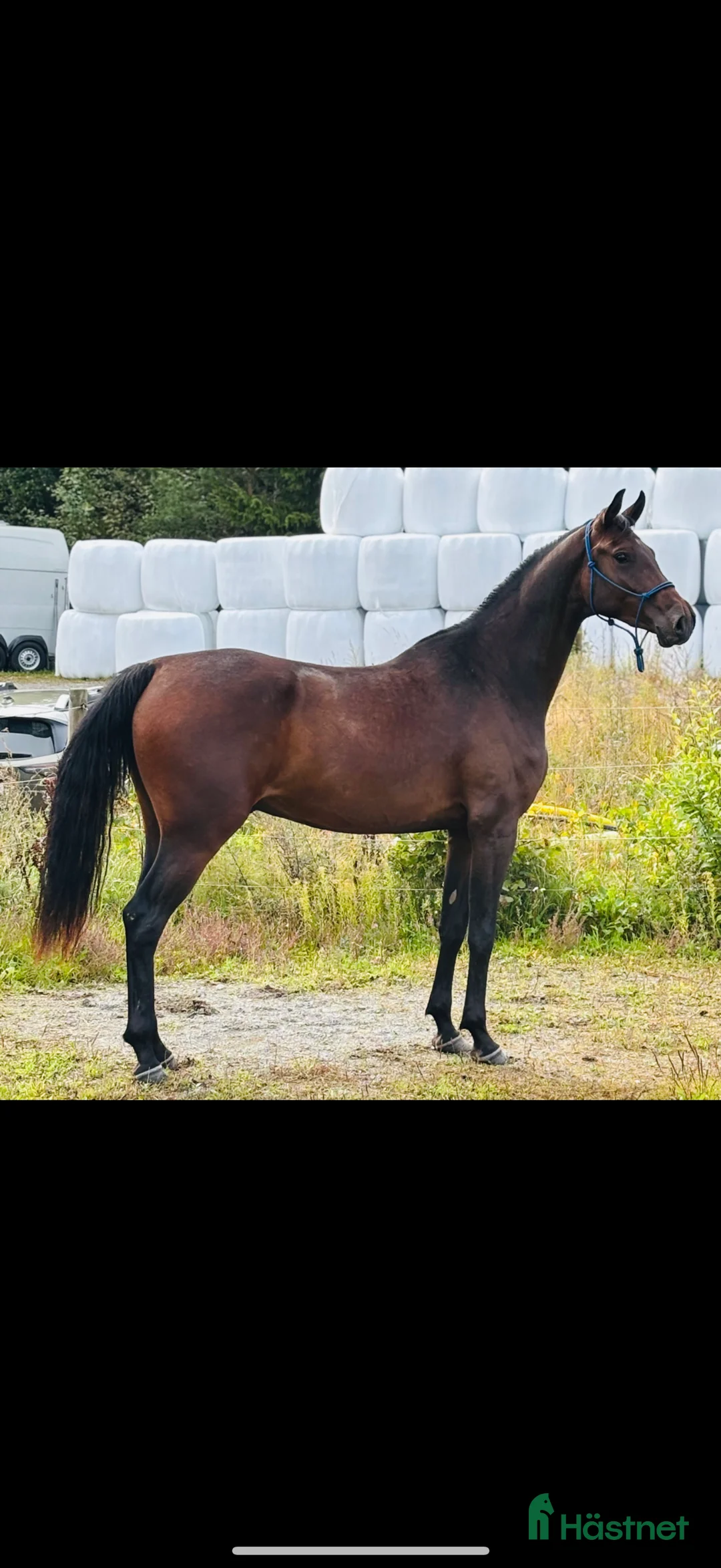 Allround hästar till salu: Trevlig Valack  i Nora - Annons 2