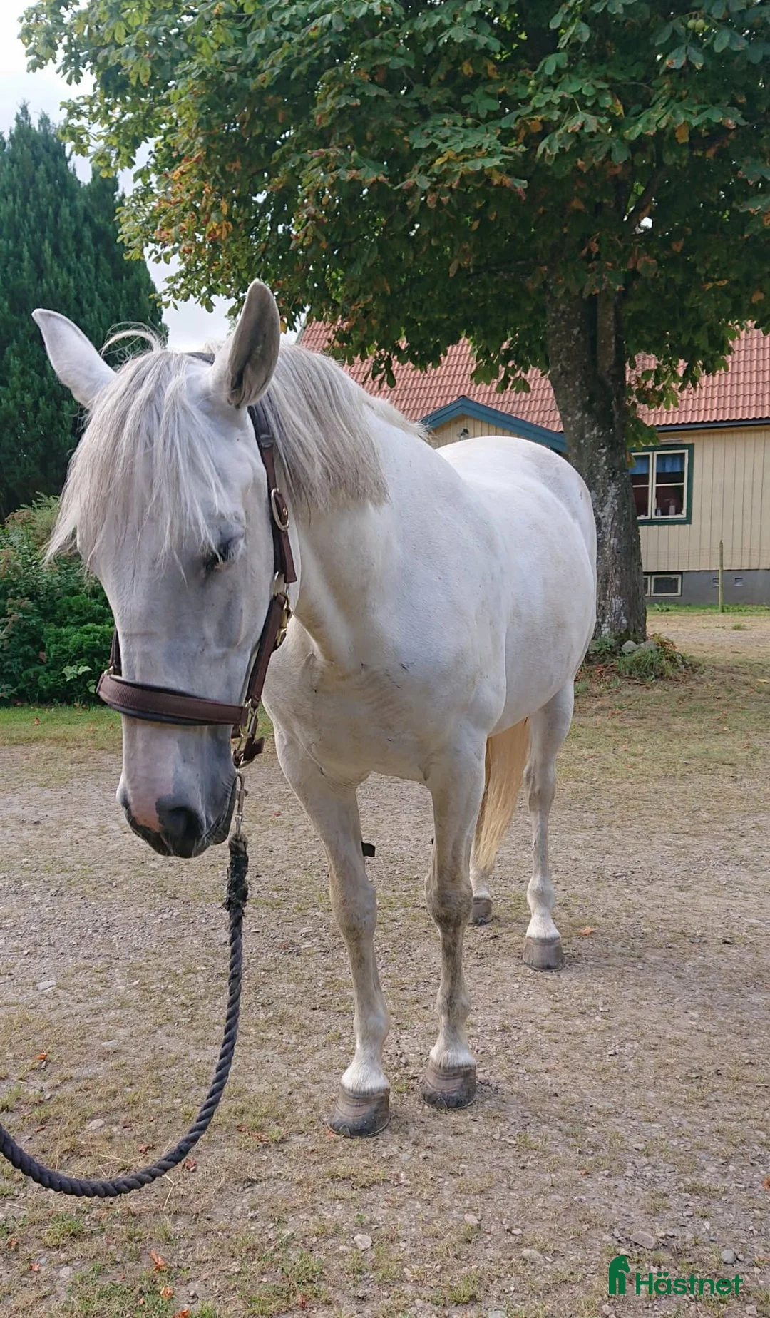 Allround hästar till salu: Trevligt Sto - Annons 2