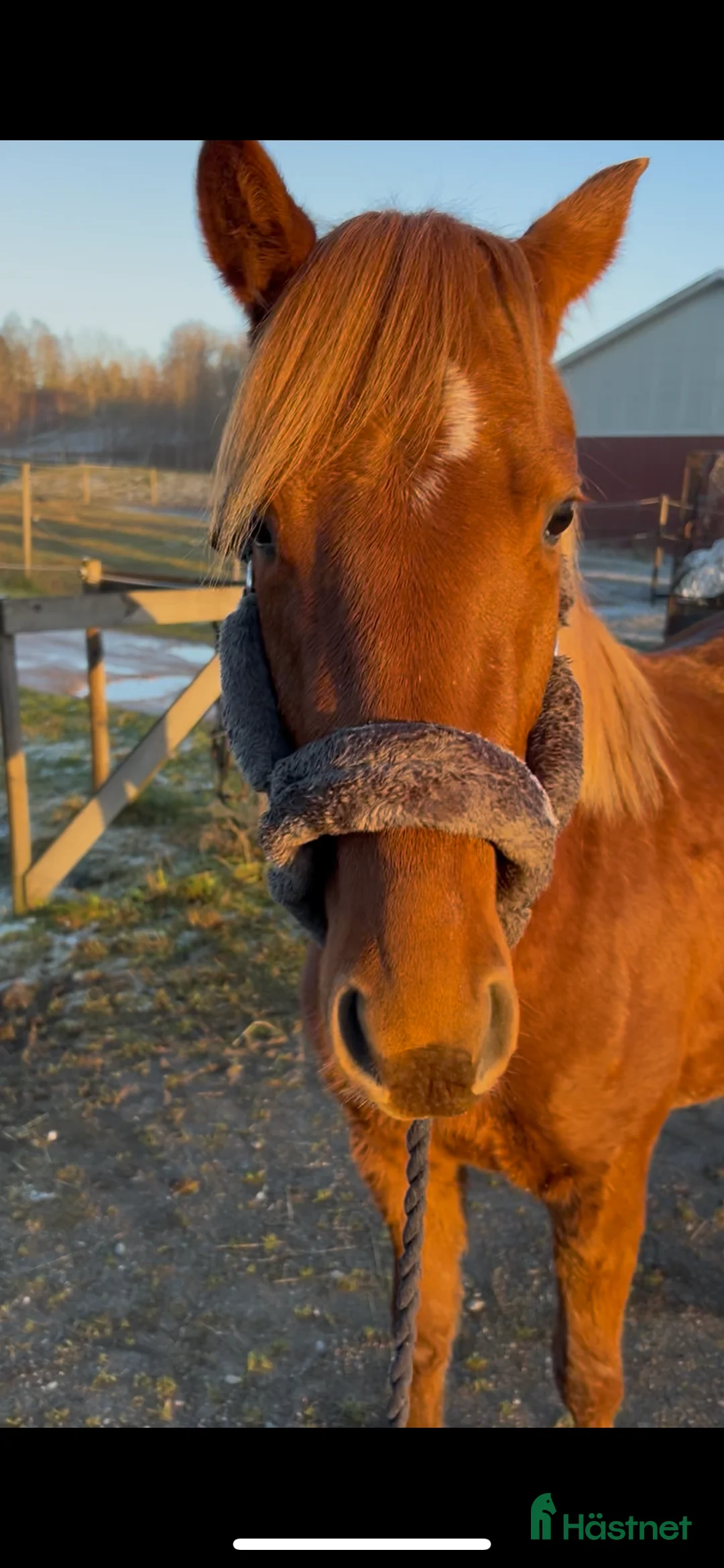 Hoppning hästar till salu: Toppstammade ungponnyston!! -23, -24 i Hedekas - Annons 2