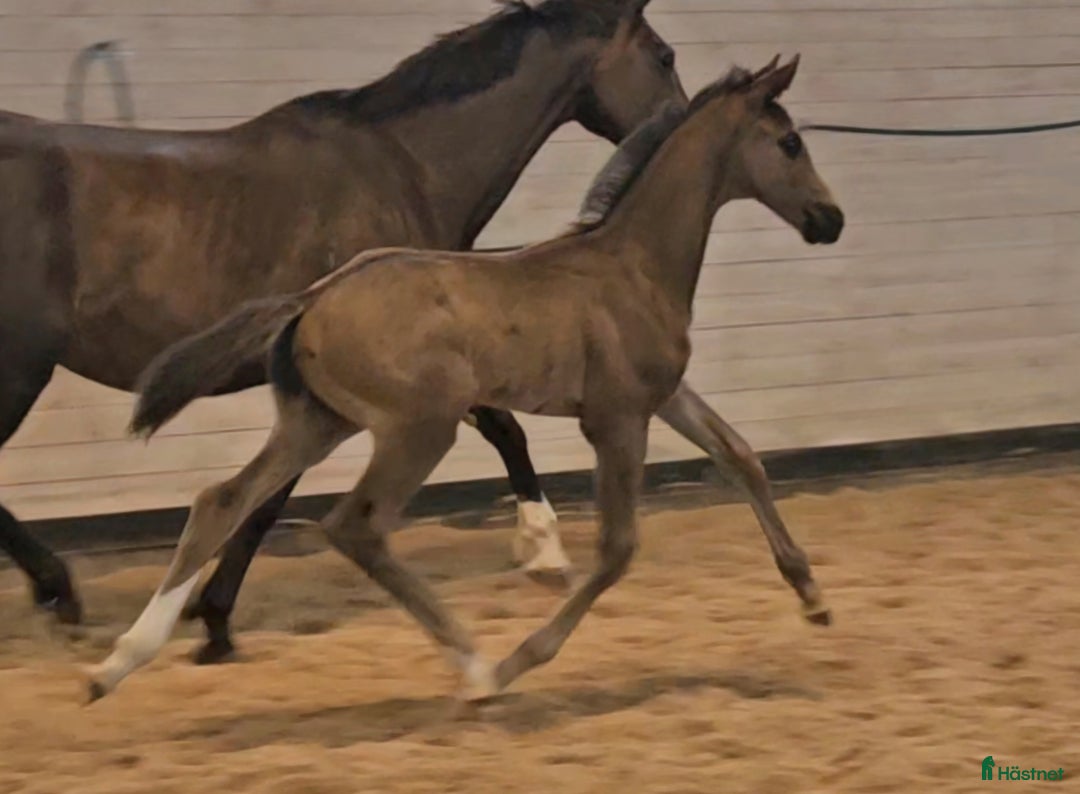 Dressyr hästar till salu: Vacker svart 1 årig hingst med härlig utstrålning  i Hallaröd - Bild 8
