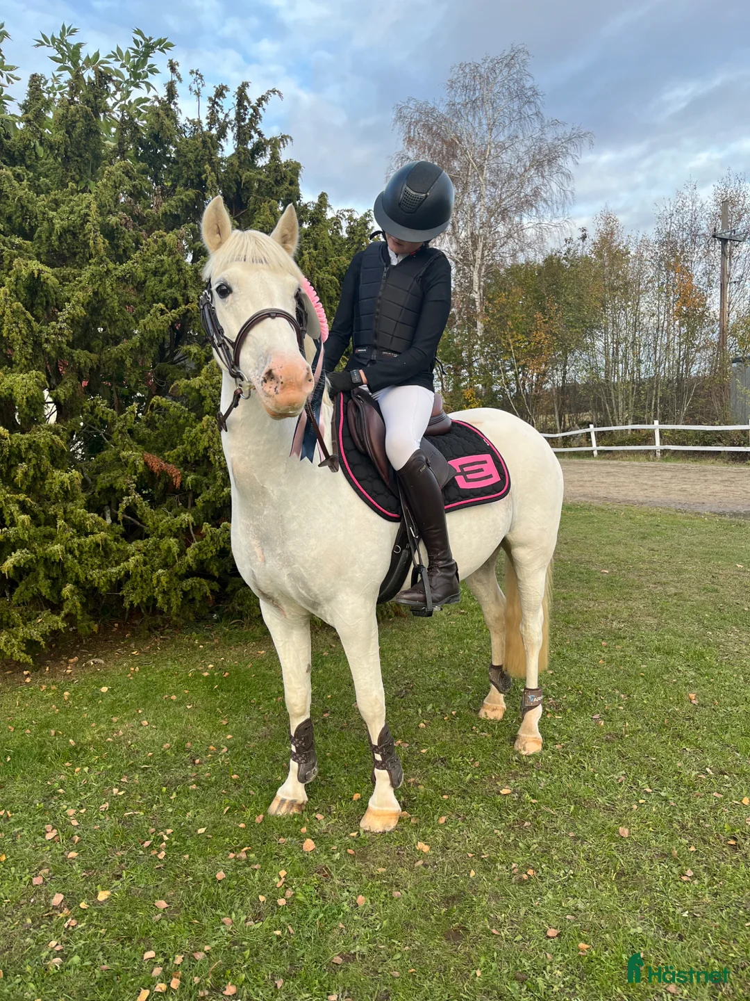 Allround hästar till salu: C-ponny ⭐️ - Annons 2