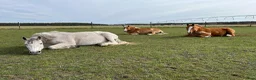 Sällskap hästar till salu: Snällt PRE sto till salu.  - Annons 7