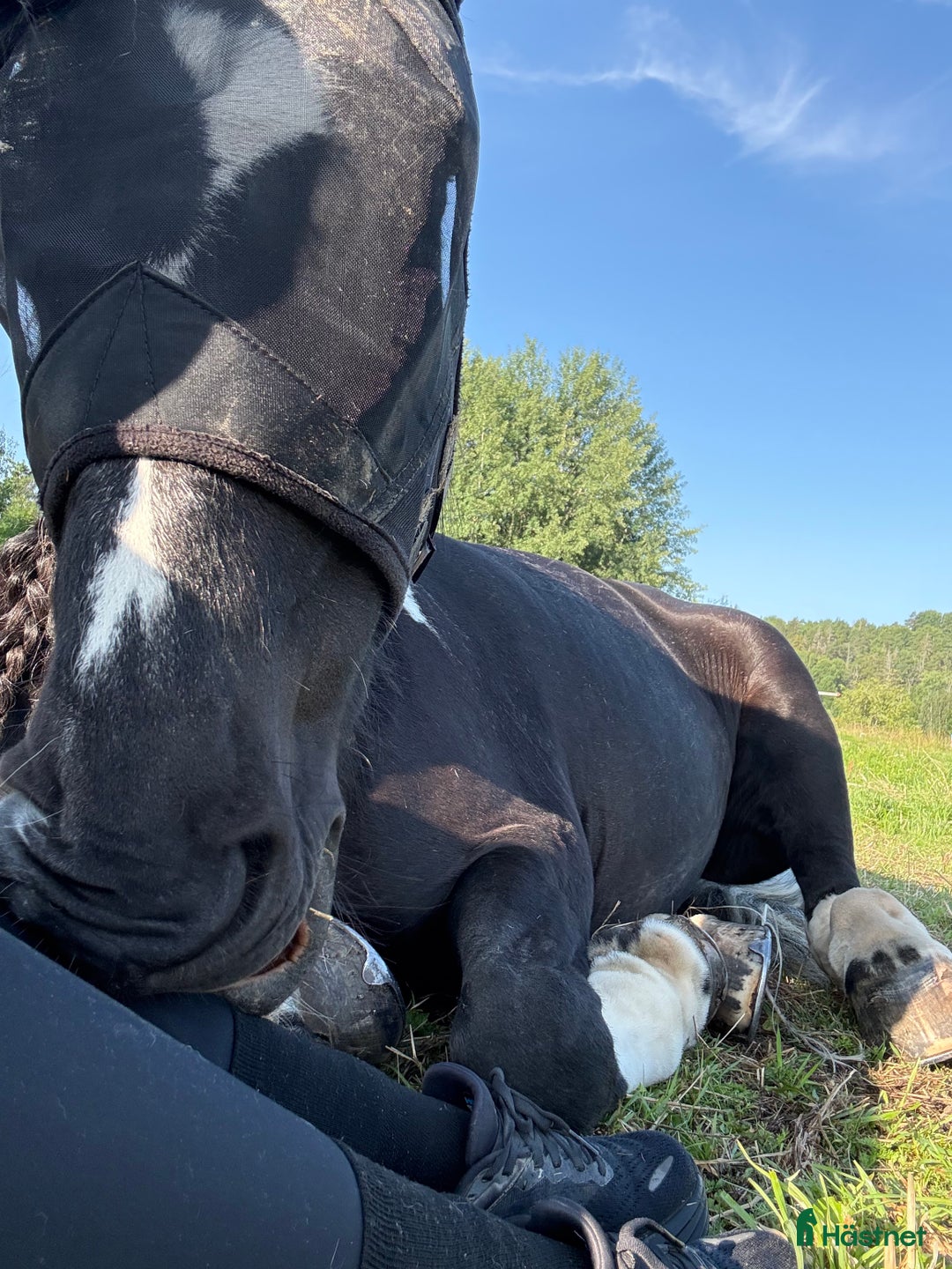 Allround hästar till salu: Vacker drömponny i Uppsala - Annons 6