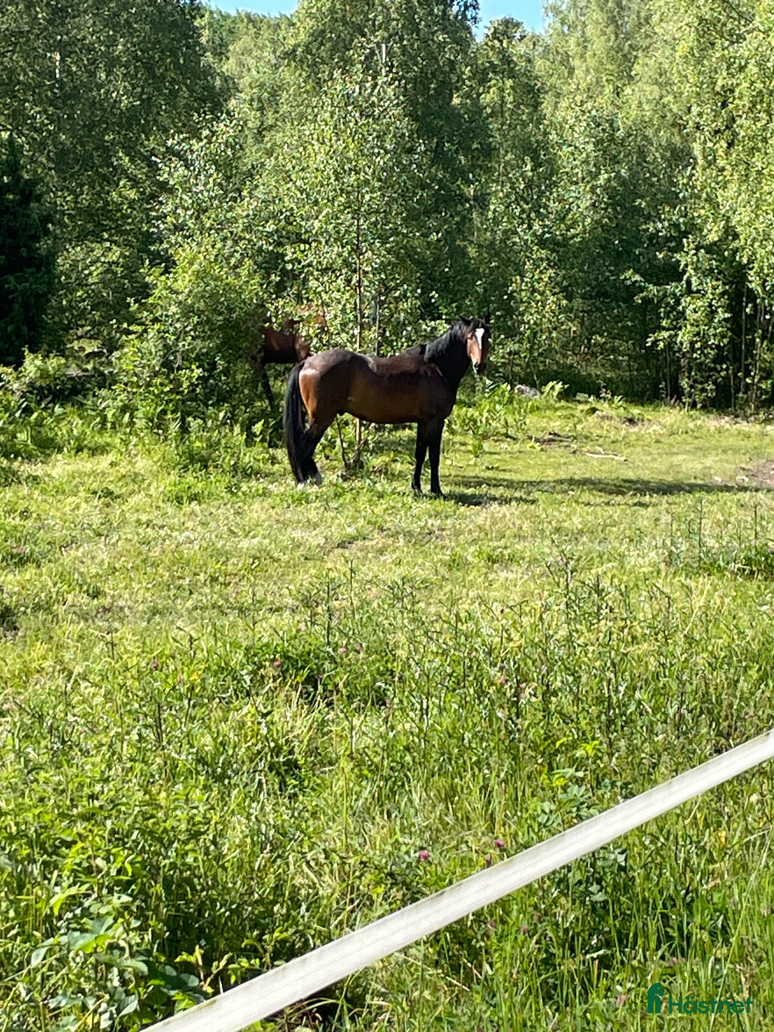  hästservice Sommarbete två hästar - Annons 5